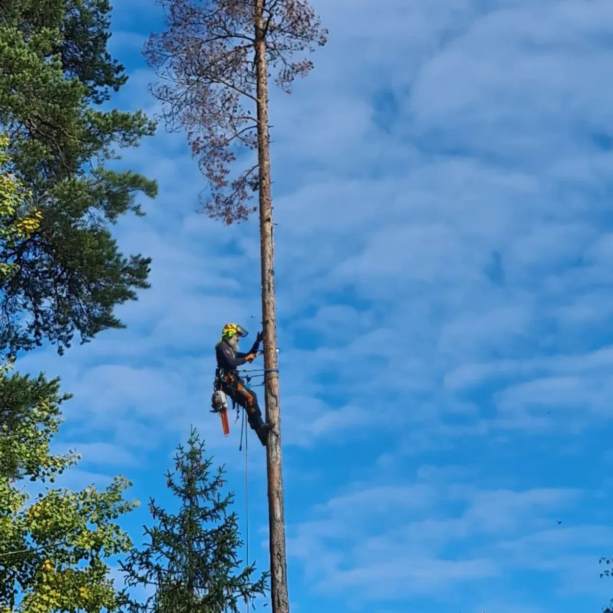 Konstnärliga stubbar