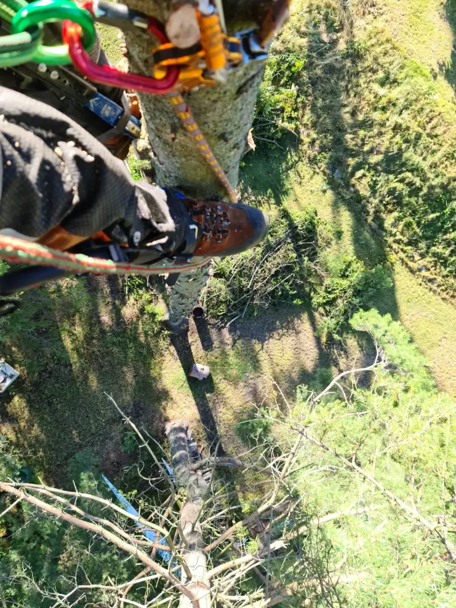 Arborist i trädtopp