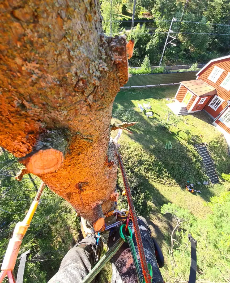 Arborist på höjden