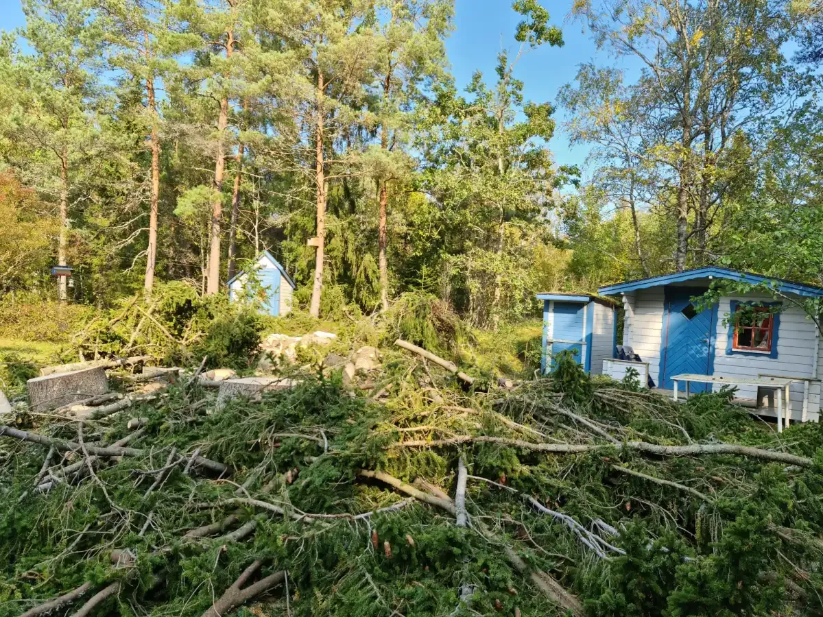 Trädfällning på tomt