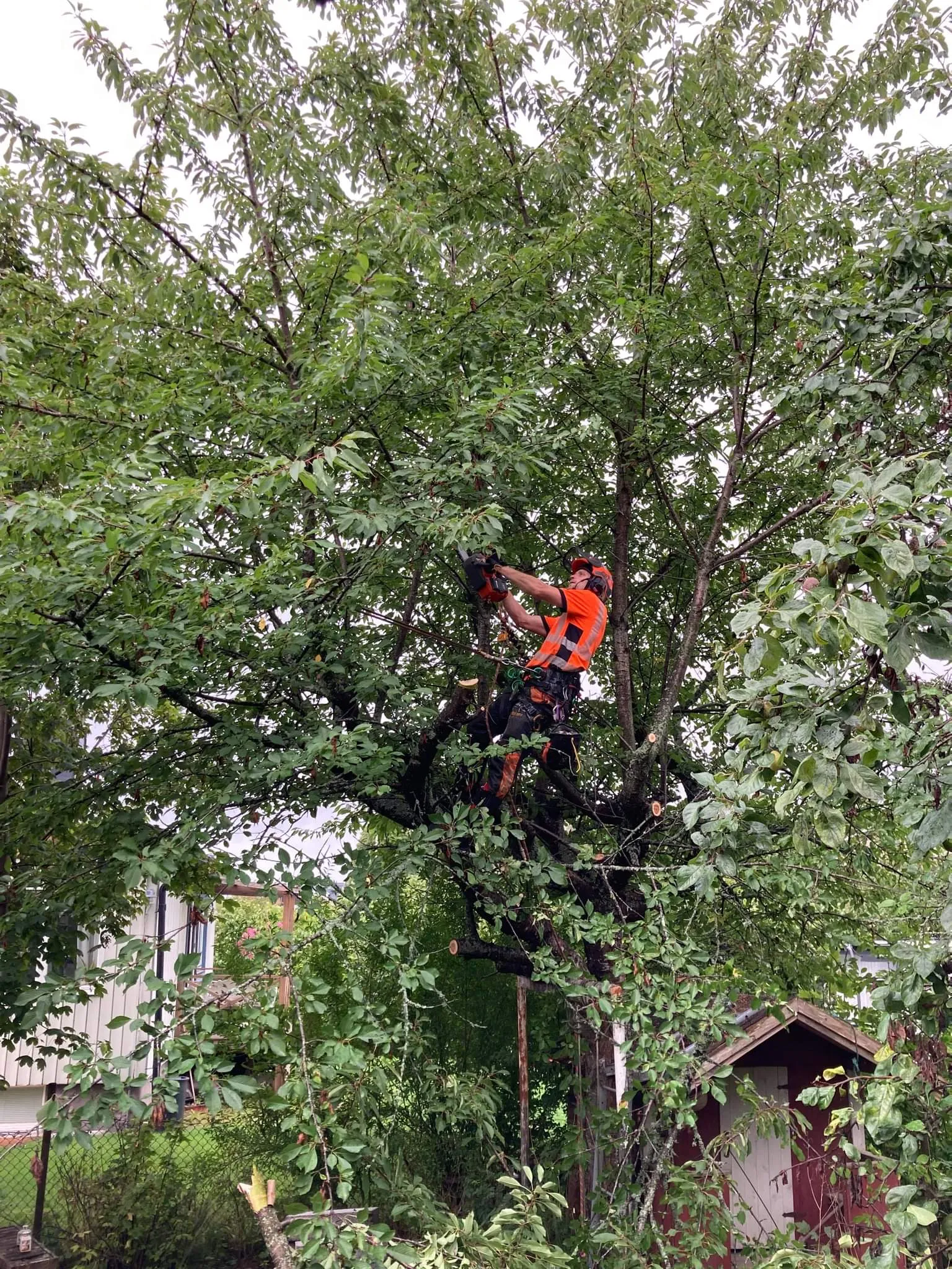 Beskärning av träd